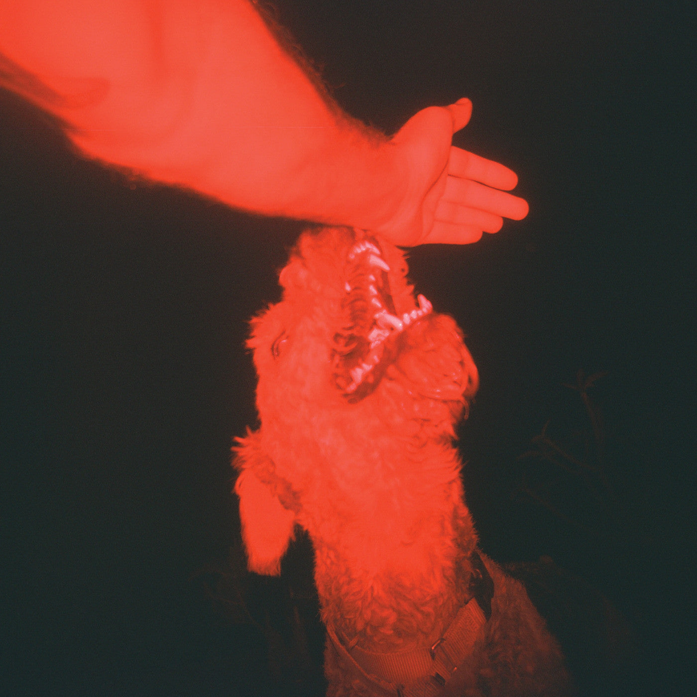 WINTER, ELI - A TRICK OF THE LIGHT ("OPTICAL ILLUSION" TRANSPARENT RED VINYL)