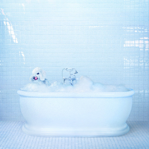COSMOS, FRANKIE - VESSEL