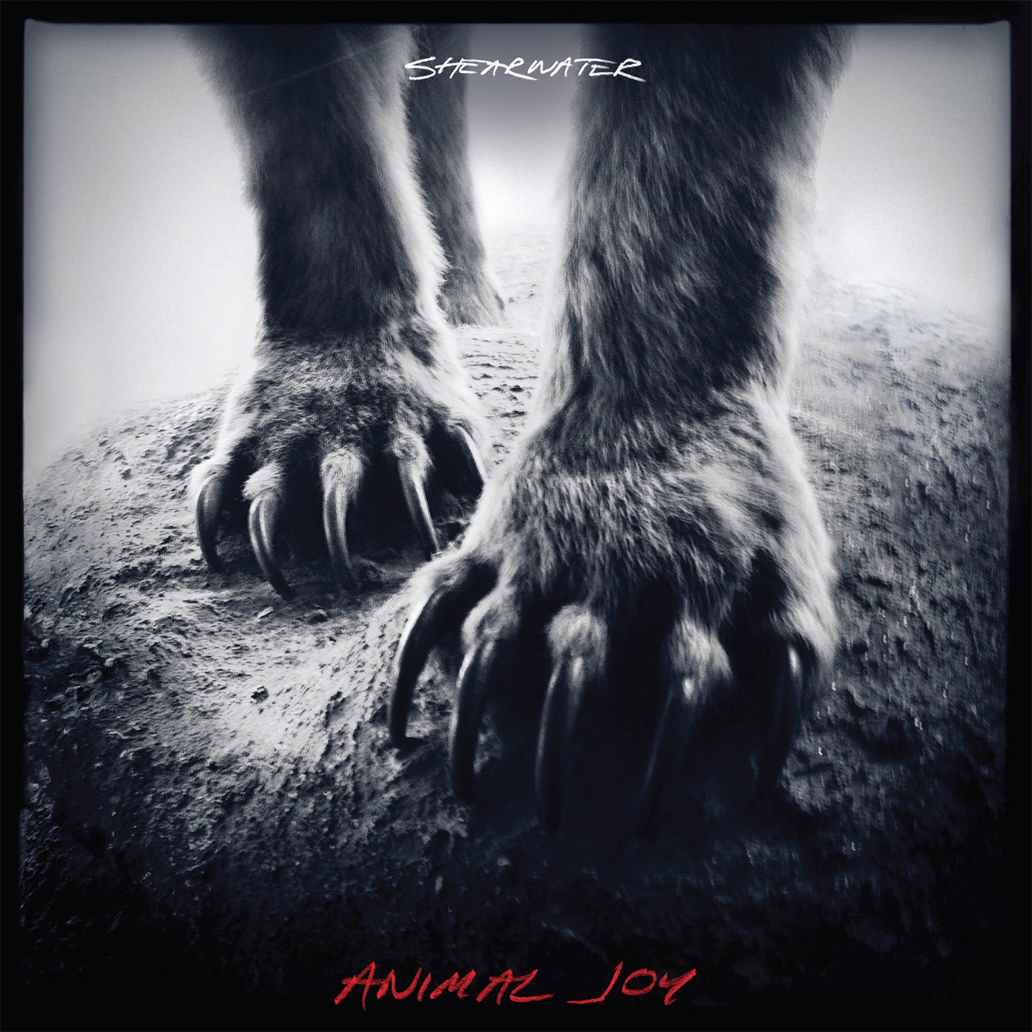 SHEARWATER  - ANIMAL JOY